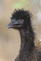 Emu